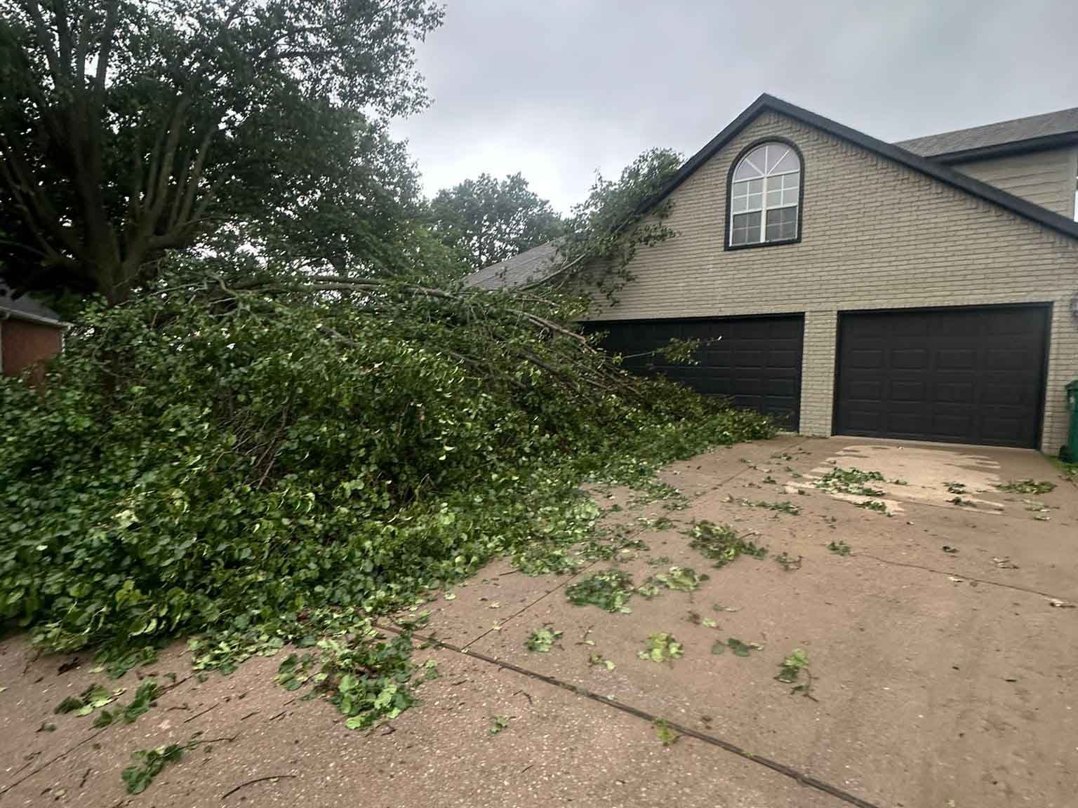 Luchos Tree Services