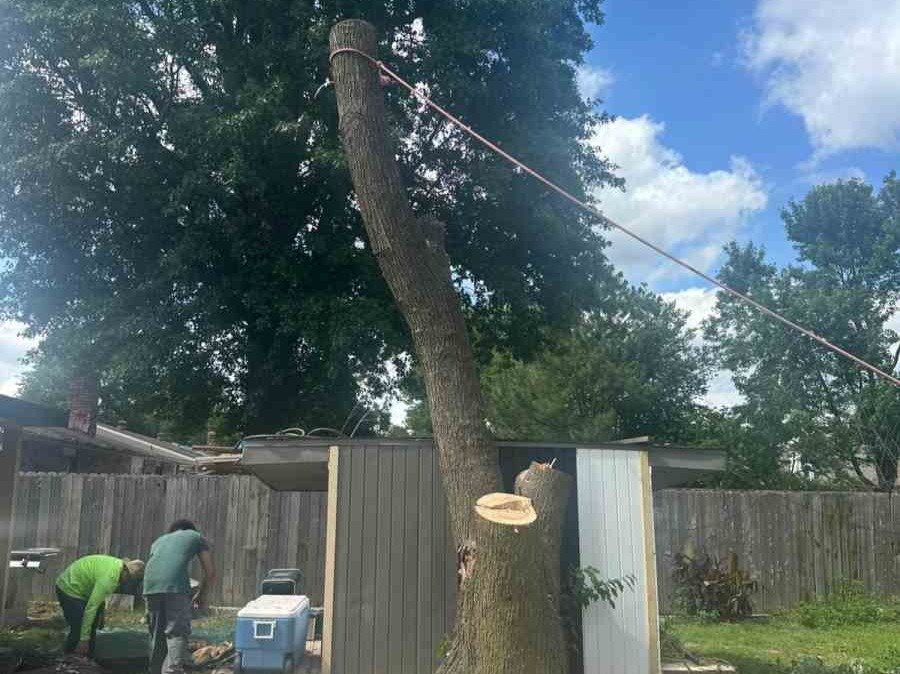 Luchos Tree Services