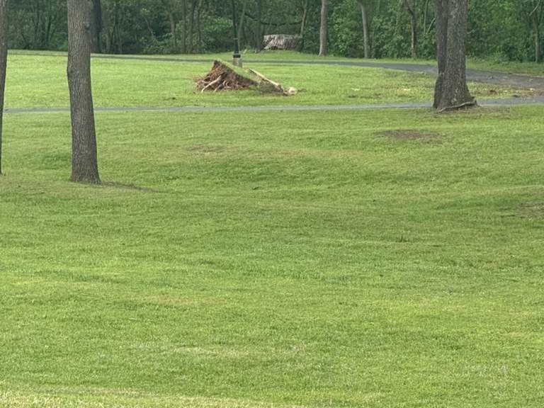 Luchos Tree Services