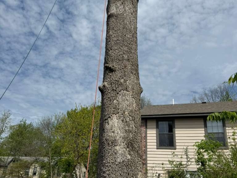 Luchos Tree Services