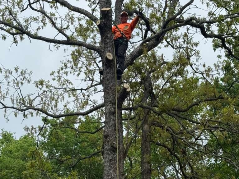 Luchos Tree Services