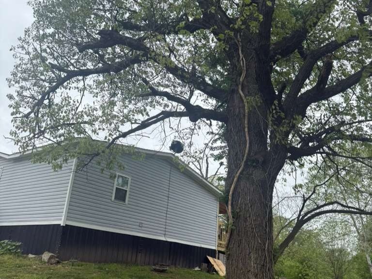 Luchos Tree Services