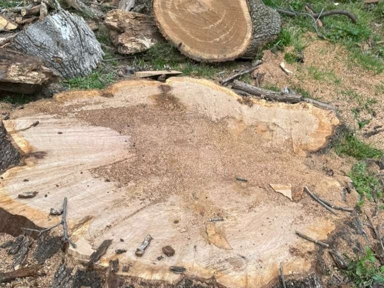Luchos Tree Services