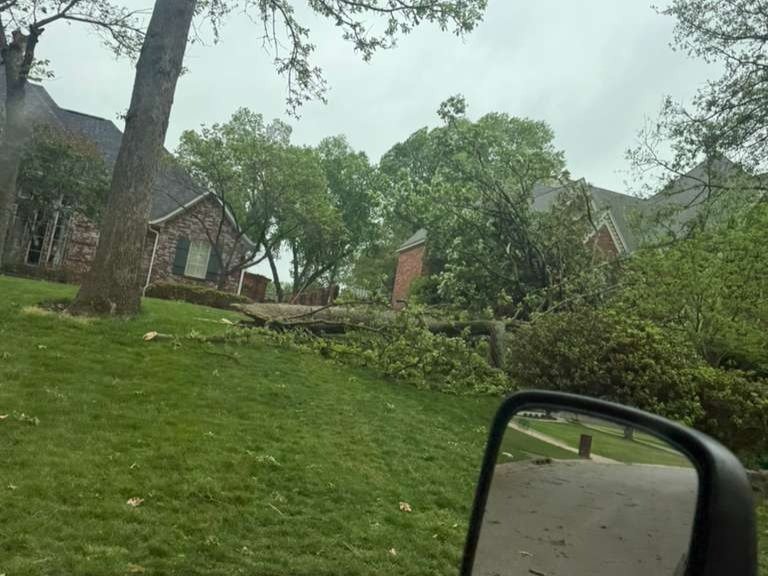Luchos Tree Services