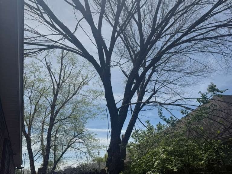 Luchos Tree Services