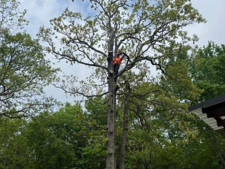 Luchos Tree Services