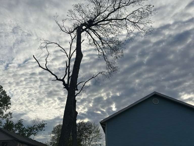 Luchos Tree Services