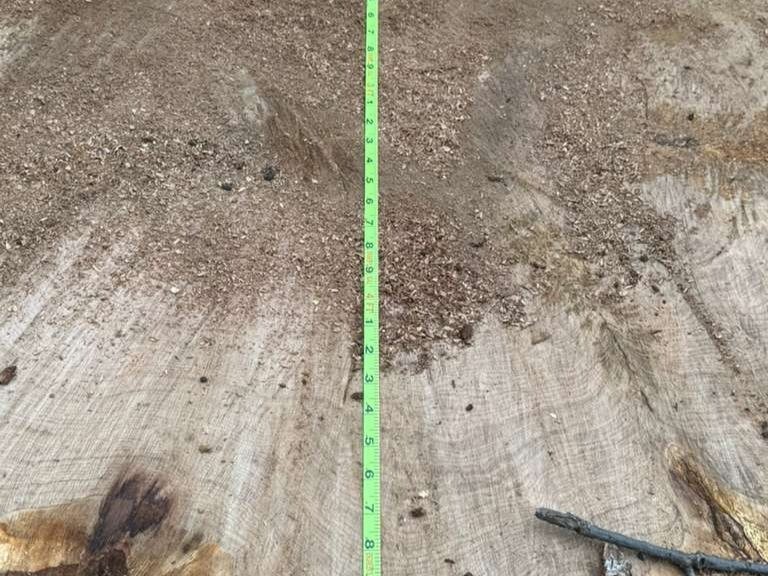 Luchos Tree Services