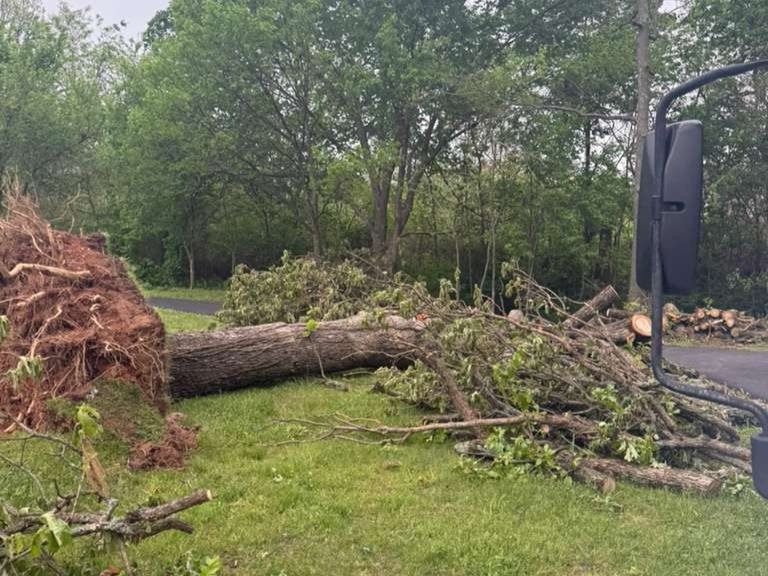 Luchos Tree Services