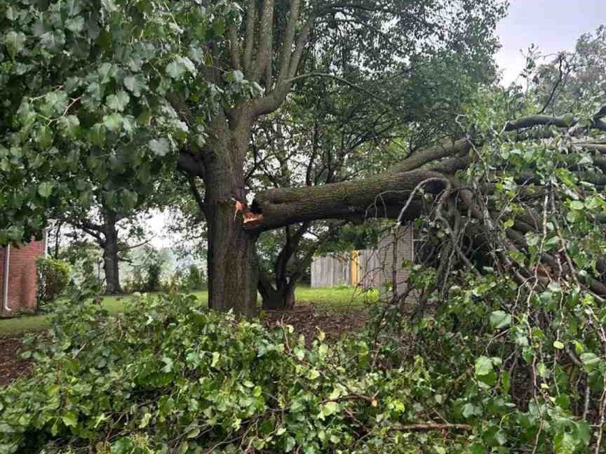 Luchos Tree Services