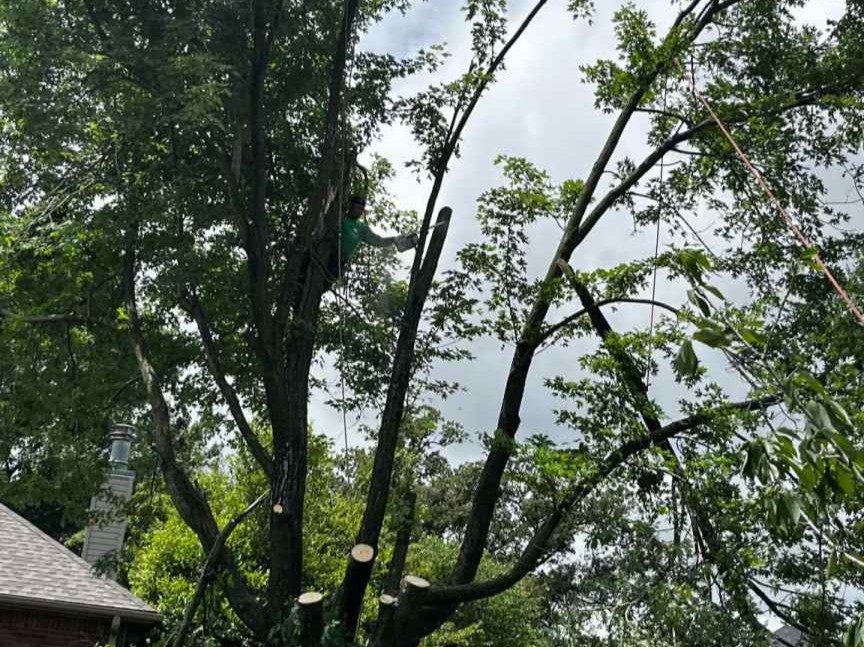 Luchos Tree Services