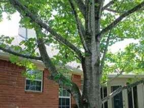 Luchos Tree Services